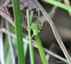 Micrommata virescens