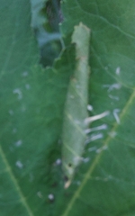 Evergestis pallidata