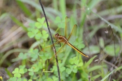 Libellula flavida