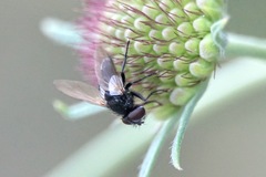 Leucostoma