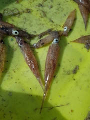 Alloteuthis subulata