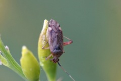 Closterotomus annulus