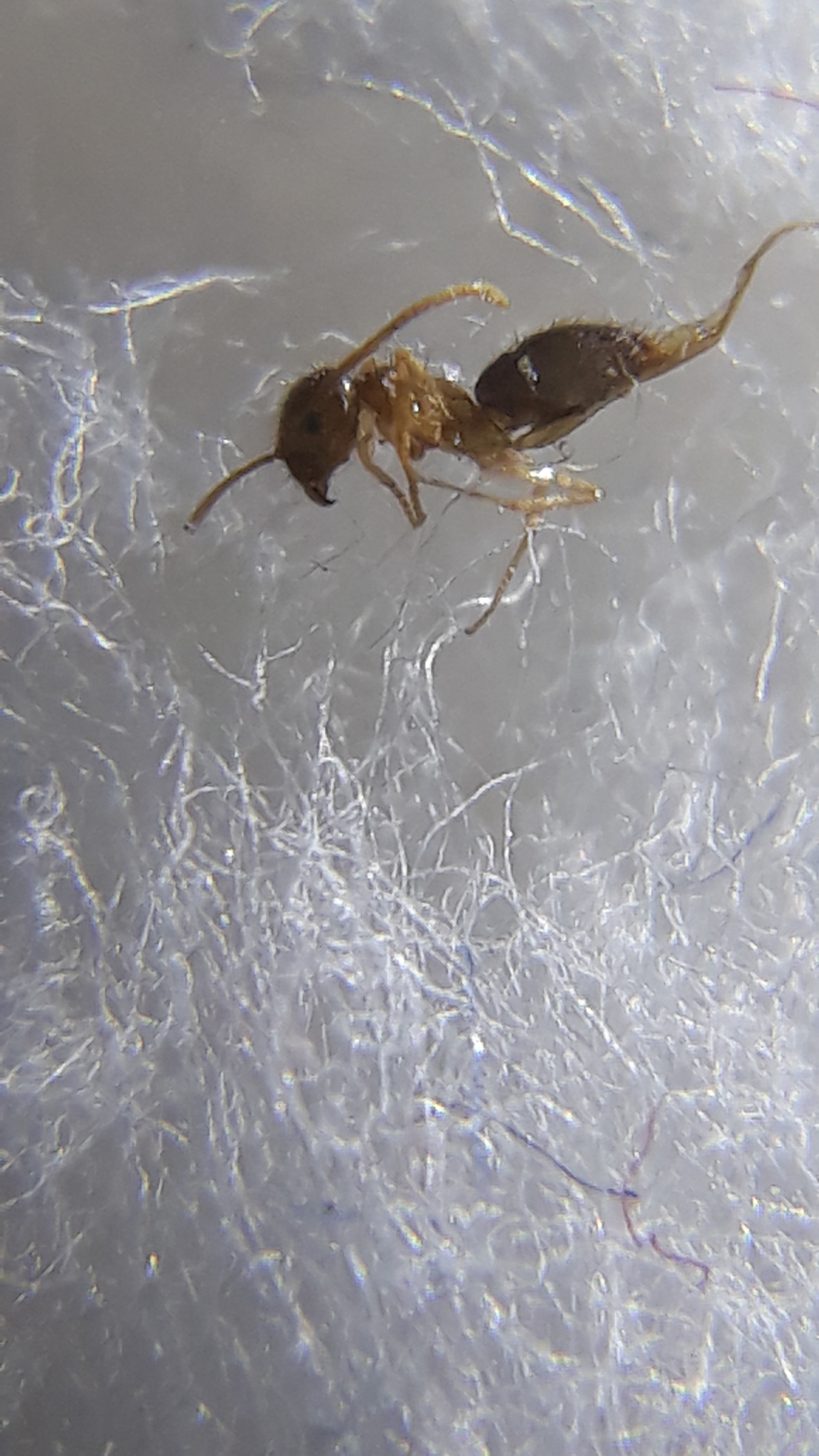 Nylanderia indica