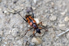 Stenurella septempunctata