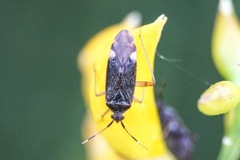 Closterotomus annulus