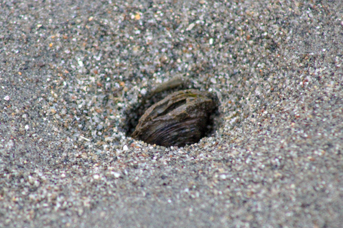 Lutraria maxima observed 2022-06-02