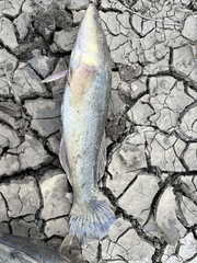 Oxyeleotris lineolata