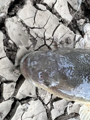 Oxyeleotris lineolata