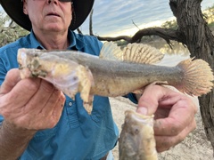 Oxyeleotris lineolata