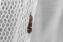 Athripsodes albifrons