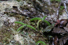 Phreatia crassiuscula