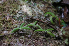 Phreatia crassiuscula