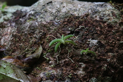 Phreatia crassiuscula