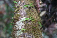 Phreatia crassiuscula