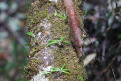 Phreatia crassiuscula