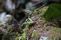 Phreatia crassiuscula