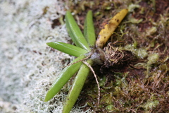 Phreatia crassiuscula