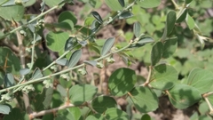 Phyllanthus maderaspatensis