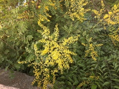 Koelreuteria paniculata