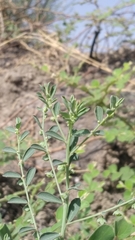 Phyllanthus maderaspatensis