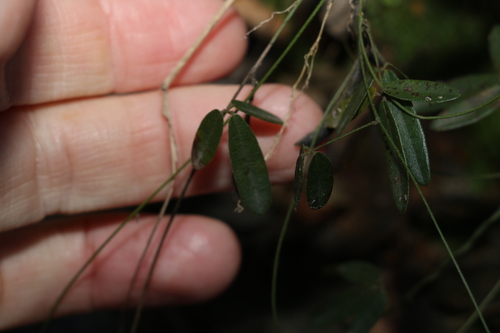 Image of Glycine cyrtoloba by (c) Greg Tasney, some rights reserved (CC BY-SA)