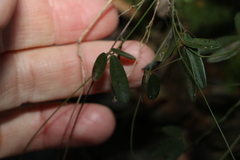 Glycine cyrtoloba