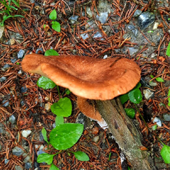 Bonomyces sinopicus