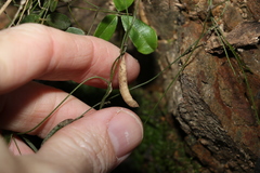 Glycine cyrtoloba