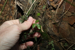 Glycine cyrtoloba