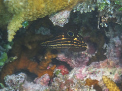 Halichoeres marginatus
