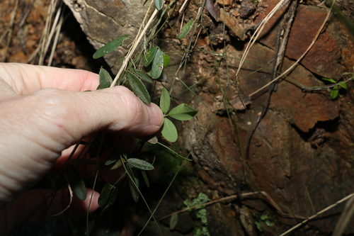 Image of Glycine cyrtoloba by (c) Greg Tasney, some rights reserved (CC BY-SA)