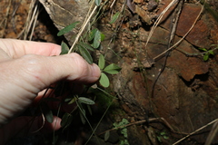 Glycine cyrtoloba