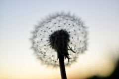 Taraxacum officinale