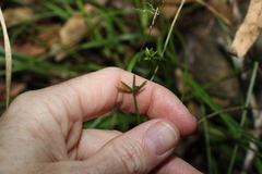 Cyperus laevis