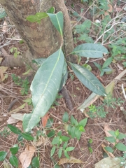 Rhodomyrtus psidioides