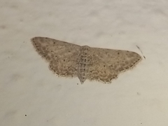 Idaea incisaria