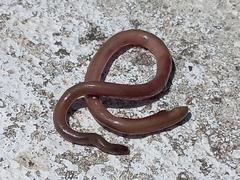 Xerotyphlops vermicularis
