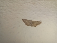 Idaea incisaria