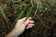 Cyperus laevis