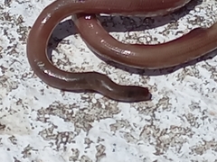 Xerotyphlops vermicularis