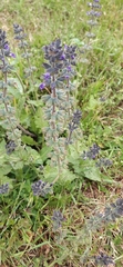 Salvia verbenaca