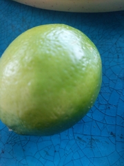 Citrus × latifolia