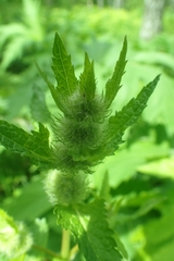 Phlomoides tuberosa