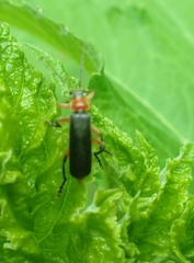 Cantharis pellucida