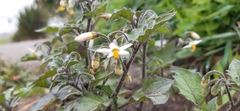 Solanum nigrum