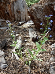 Hackelia velutina
