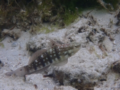 Amblygobius semicinctus