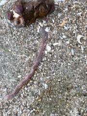 Cheilonereis peristomialis