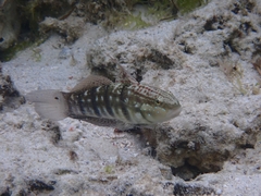 Amblygobius semicinctus