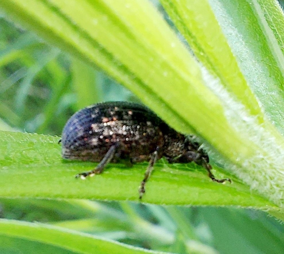 Otiorhynchus tristis